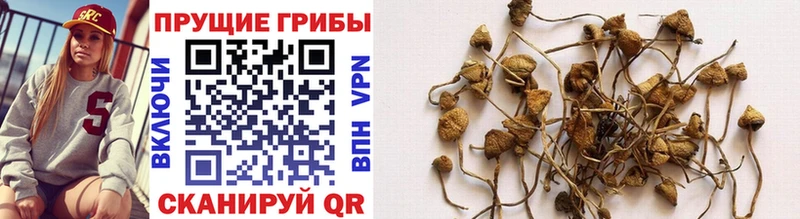 Галлюциногенные грибы Psilocybine cubensis  Нижняя Тура 